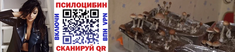 Галлюциногенные грибы MAGIC MUSHROOMS  Хадыженск 